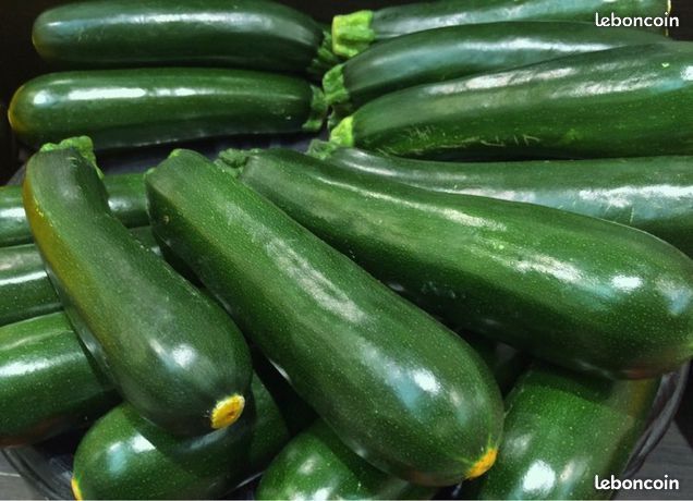 Graines de courgettes + potiron + melon + poivron + past�que 1 Avion (62)