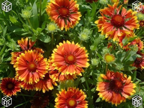 Graines de fleurs de gaillarde 1 Laventie (62)