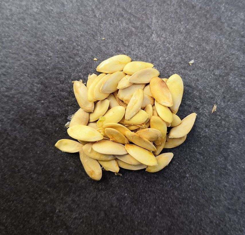 Lot de 3 graines de MELON CHARENTAIS BIO 1 La Seyne-sur-Mer (83)