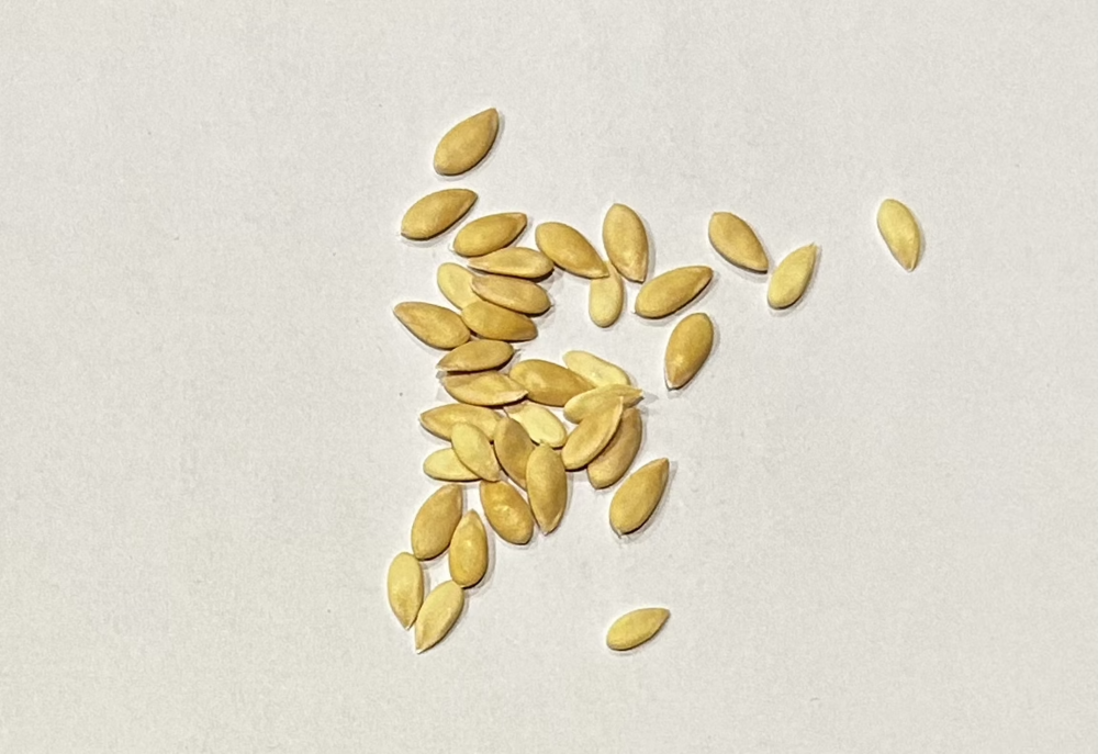 15 Graines de melon Non trait�es 2 Vatan (36)