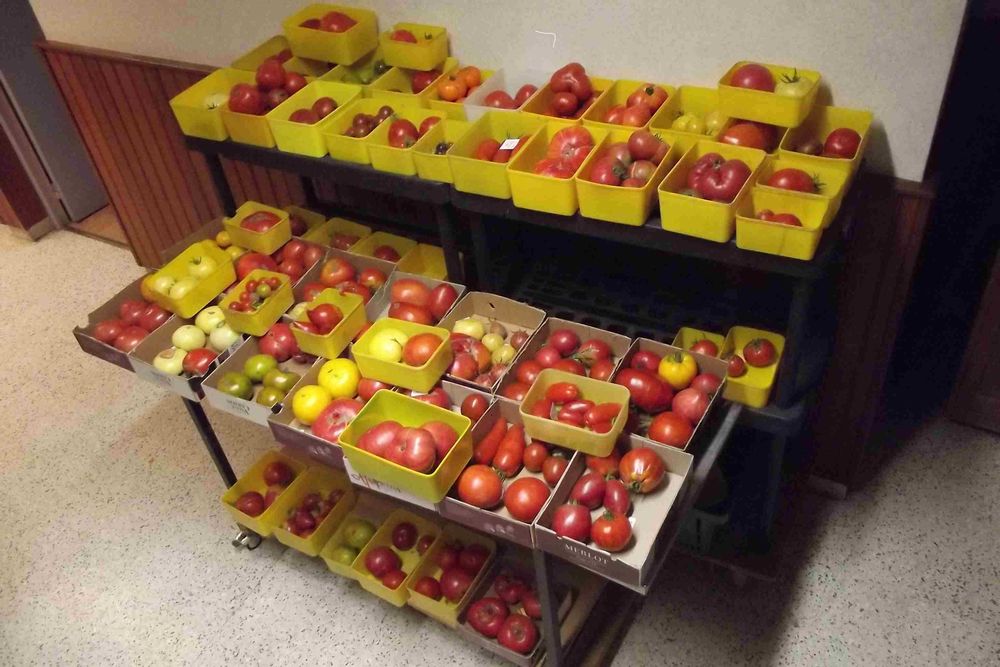 graines tomates anciennes 1 Touquin (77)