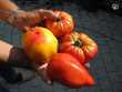 graines de tomates bio vieille variétés 1 Saint-Denis-ls-Bourg (01)