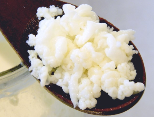 GRAINS DE KEFIR DE LAIT BIO (frais jamais congel�s) 5 Saint-Savin (86)