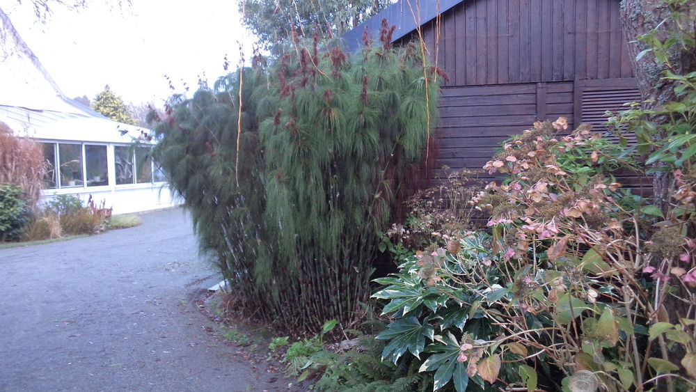 Gramin�e exotique , non tra�ante 14 Fouesnant (29)