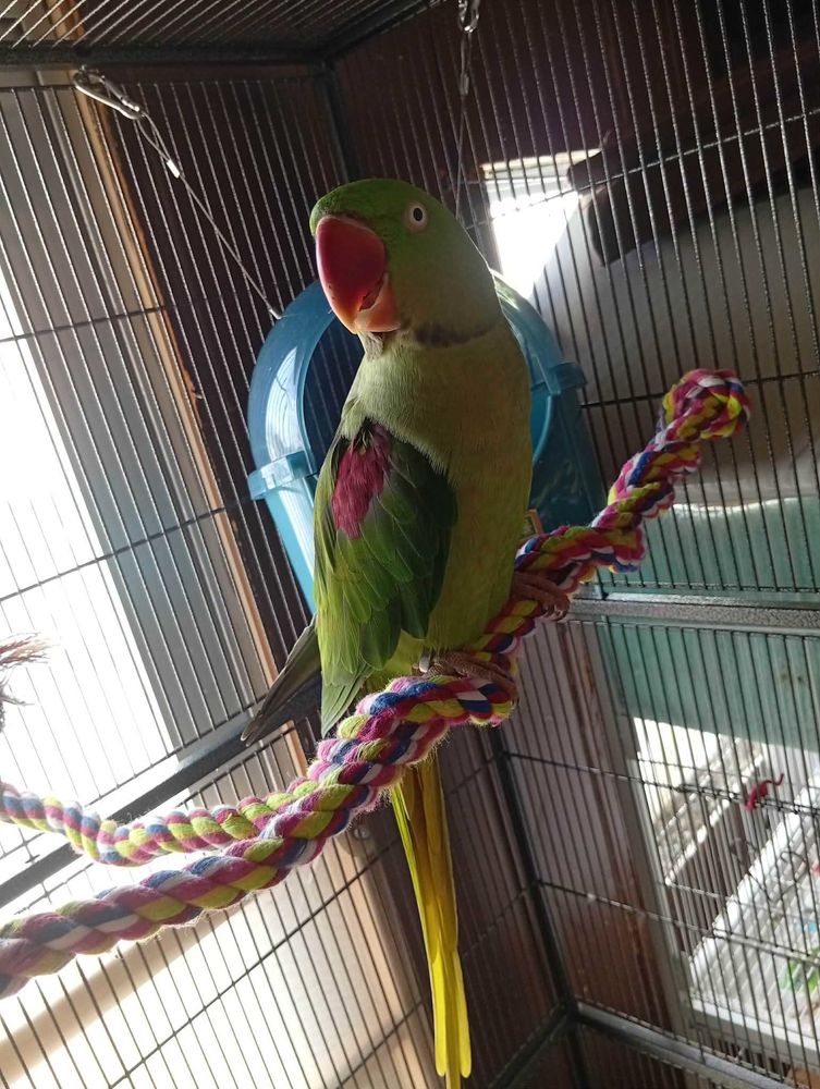 grand Alexandre 200 Hauteville (02)