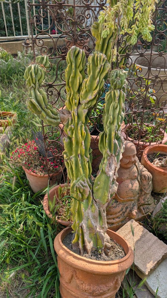 grand cactus 100 Nice (06)