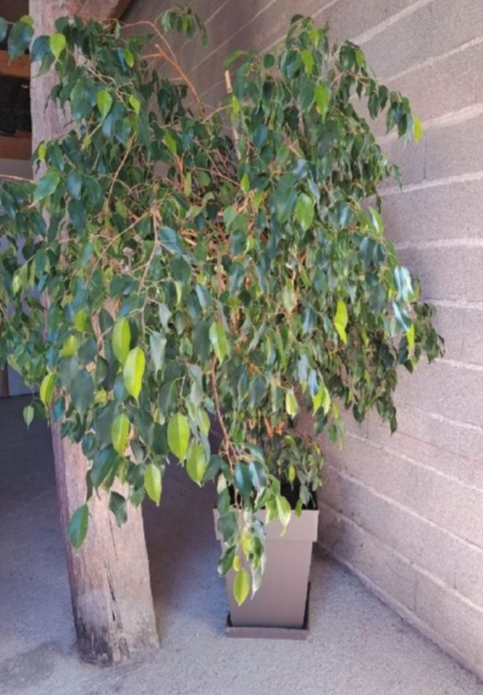 Grand Ficus 80 Saint-Ly� (10)