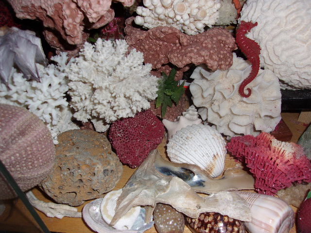 GRAND VIVARIUM DE COQUILLAGES  DE COLLECTION 0 Verdun-sur-Garonne (82)