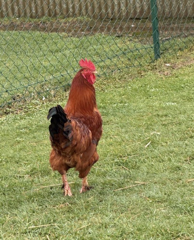 grand coq 0 Azereix (65)