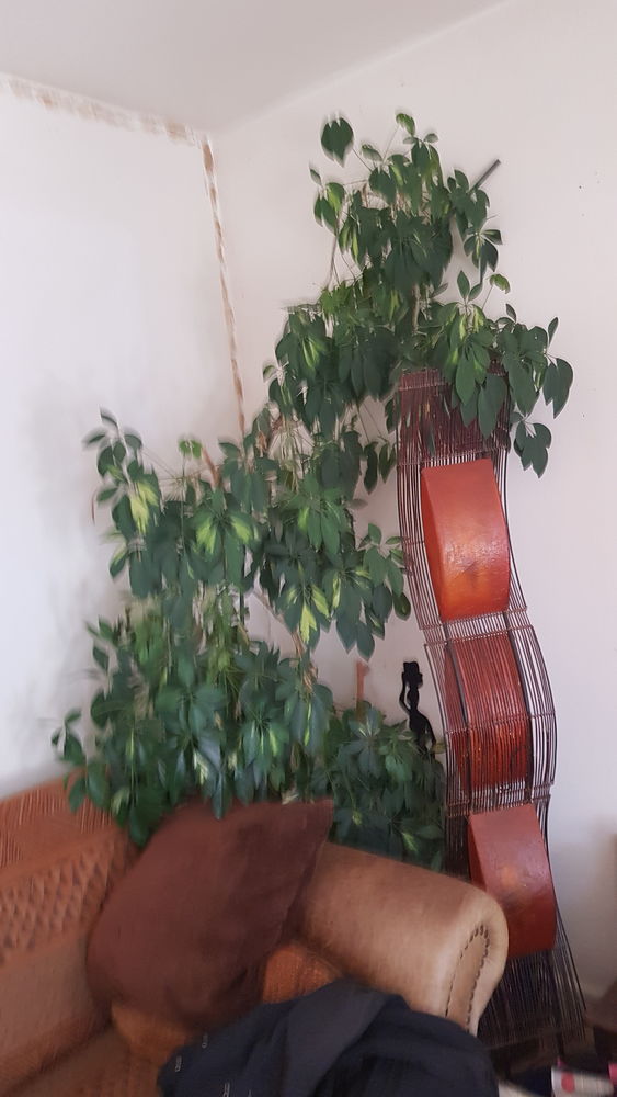 Grande et belle plante
0 Antony (92)