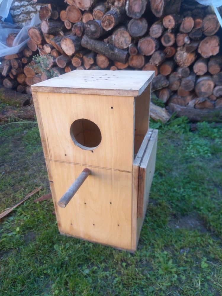 Nid grande perruche 30 Angerville (91)