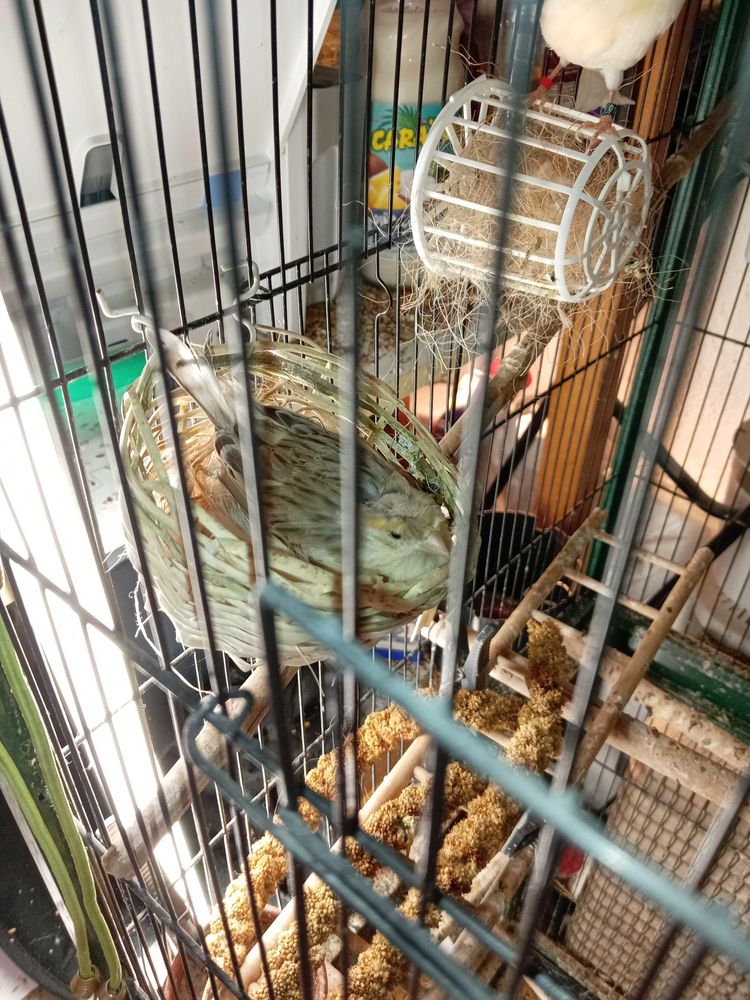 grande voli�re avec trois Canaries. 50 N�mes (30)