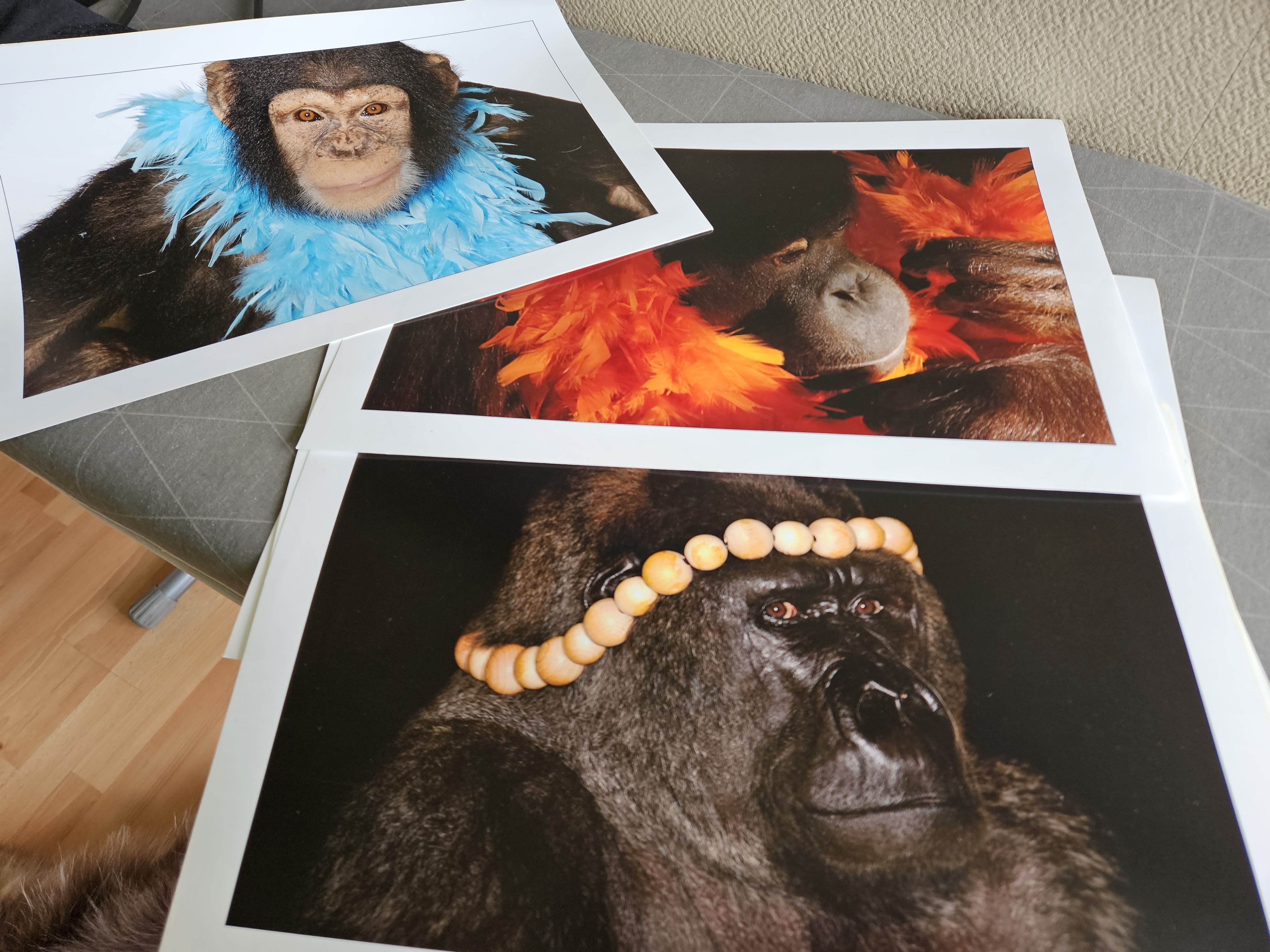 Grandes et belles photos marrantes NEUVES 4 Villars (42)