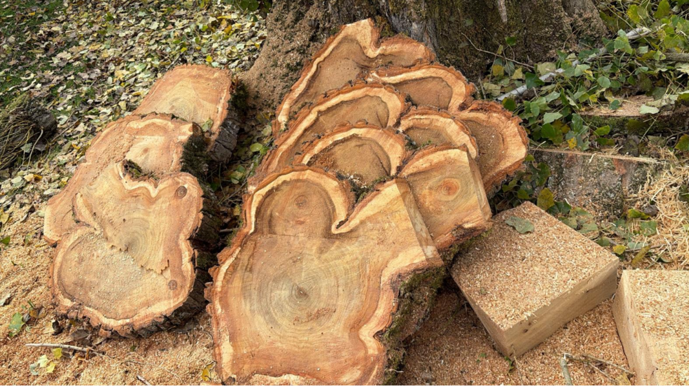 grandes rondelles bois brut, tranches de bois massif 40 Cosne-Cours-sur-Loire (58)