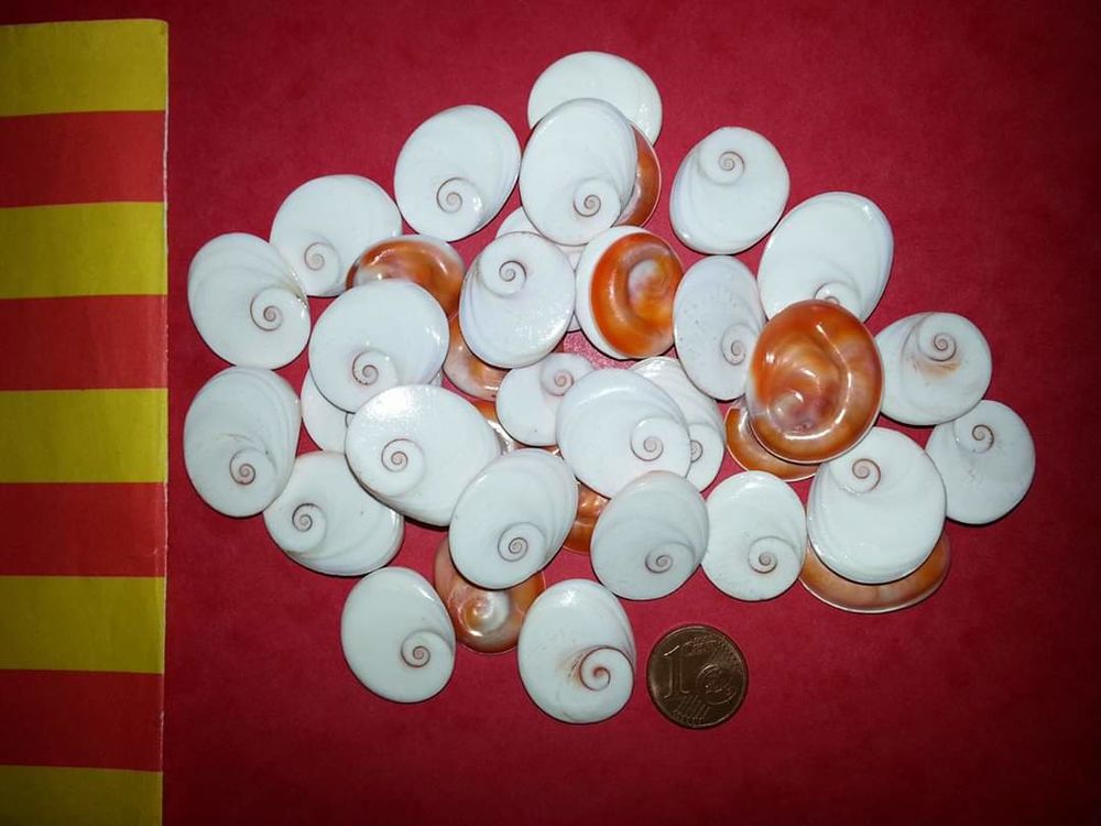 3 GRANDS   OEIL   de Sainte-Lucie, porte-bonheur. 11 Saint-G�nis-des-Fontaines (66)