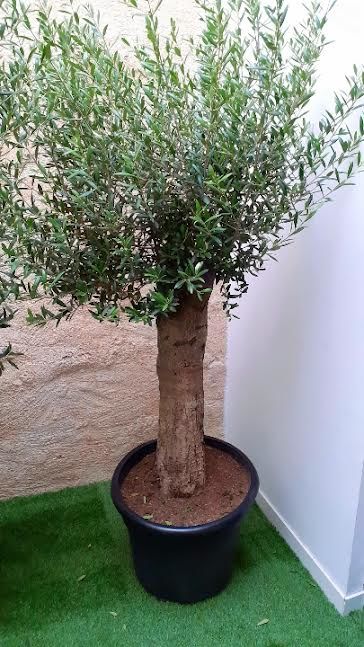 Grands OLIVIERS en Pot 180 Bordeaux (33)