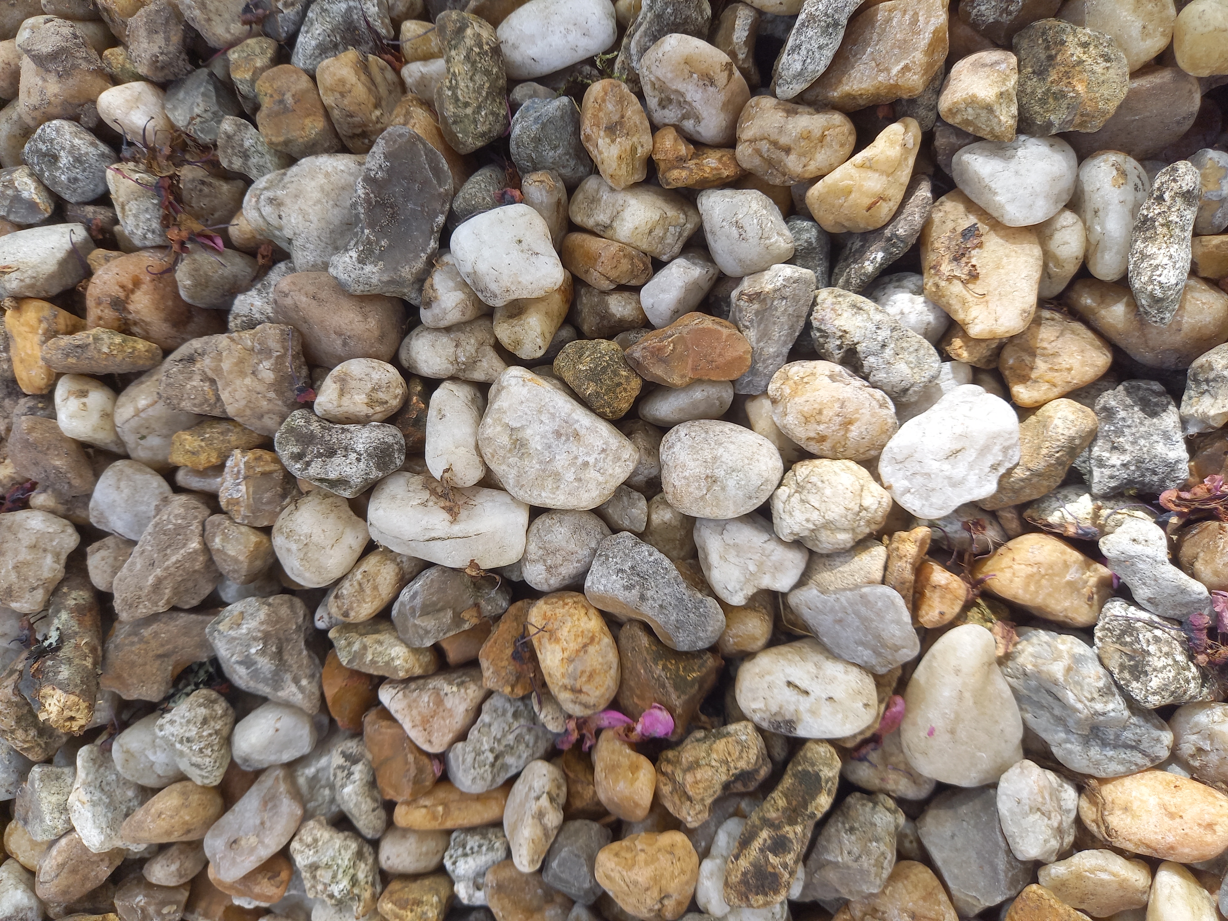 GRAVIER PAS CHER 15 Montpon-M�nest�rol (24)