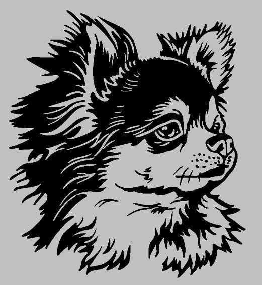 Gravure laser - Miroir grav� - Chihuahua 15 Metz (57)