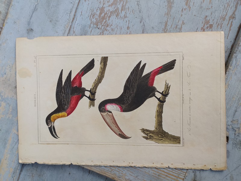 Gravure Oiseaux de Buffon Le Toucan � Ventre Rouge Le Toco 35 Loches (37)