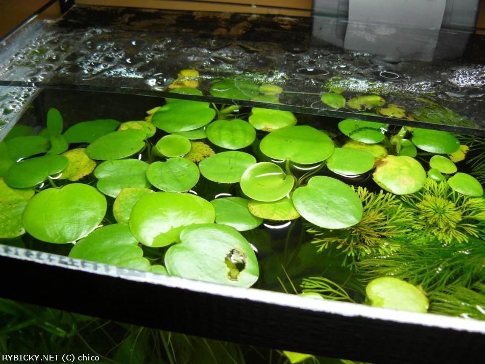 Grenouillette plante aquatique 5 G�menos (13)