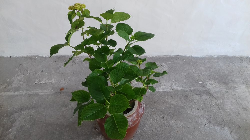 POT en Gr�s PIED D'HORTENSIAS 20 Boucau (64)