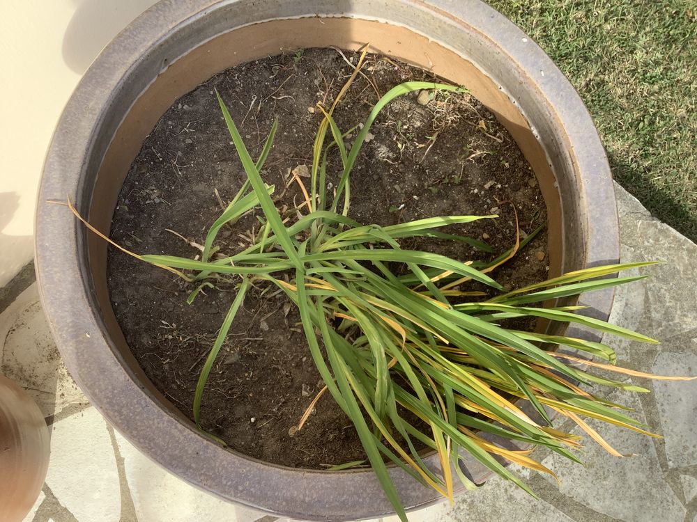 Pot gr�s violet jardin 60 Saint-Hilaire-de-Riez (85)