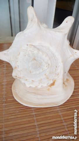GROS COQUILLAGE BLANC 50 Nice (06)