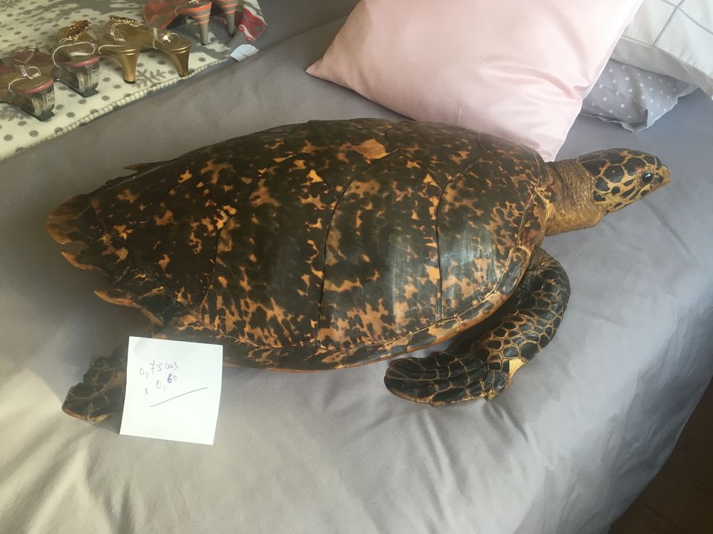 grosse tortue naturalis�e
0 Saint-Cloud (92)