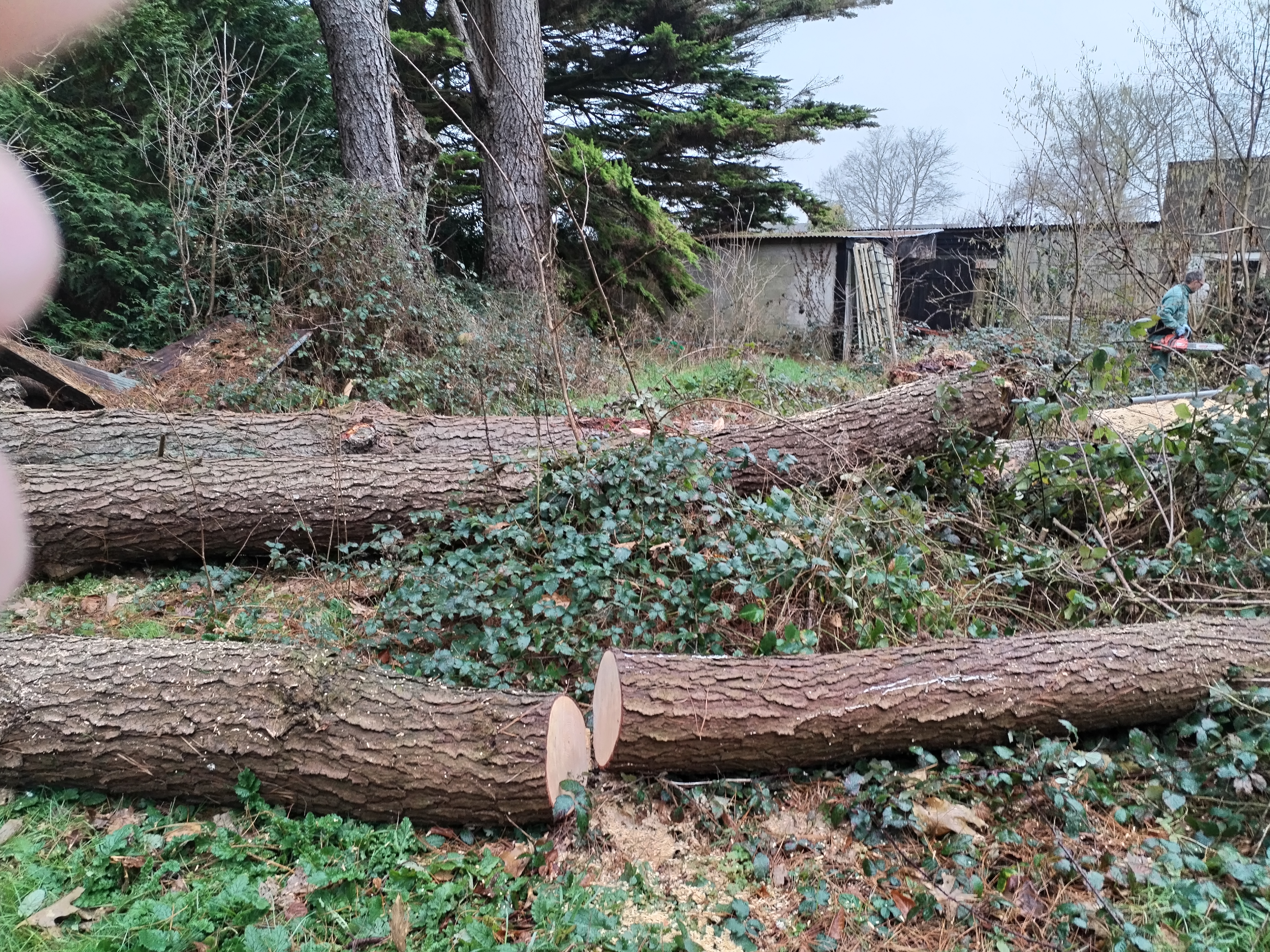 GRUMES DE PIN EBRANCHEES 300 Plumergat (56)