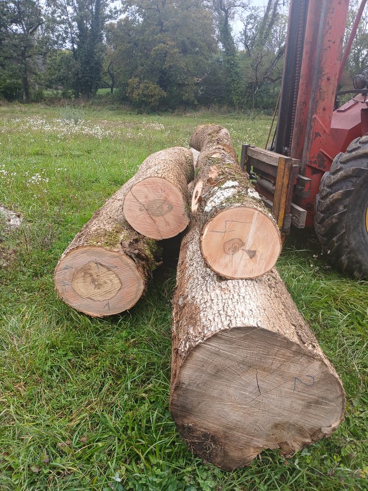 Grumes de Fresnes pour bois d'oeuvre 500 Dortan (01)