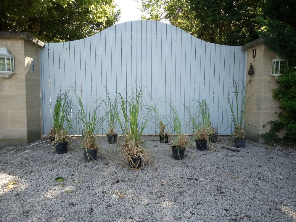 Gynerium Plum� en container (Herbe de la Pampa) ???????? 20 Ch�teaurenard (13)