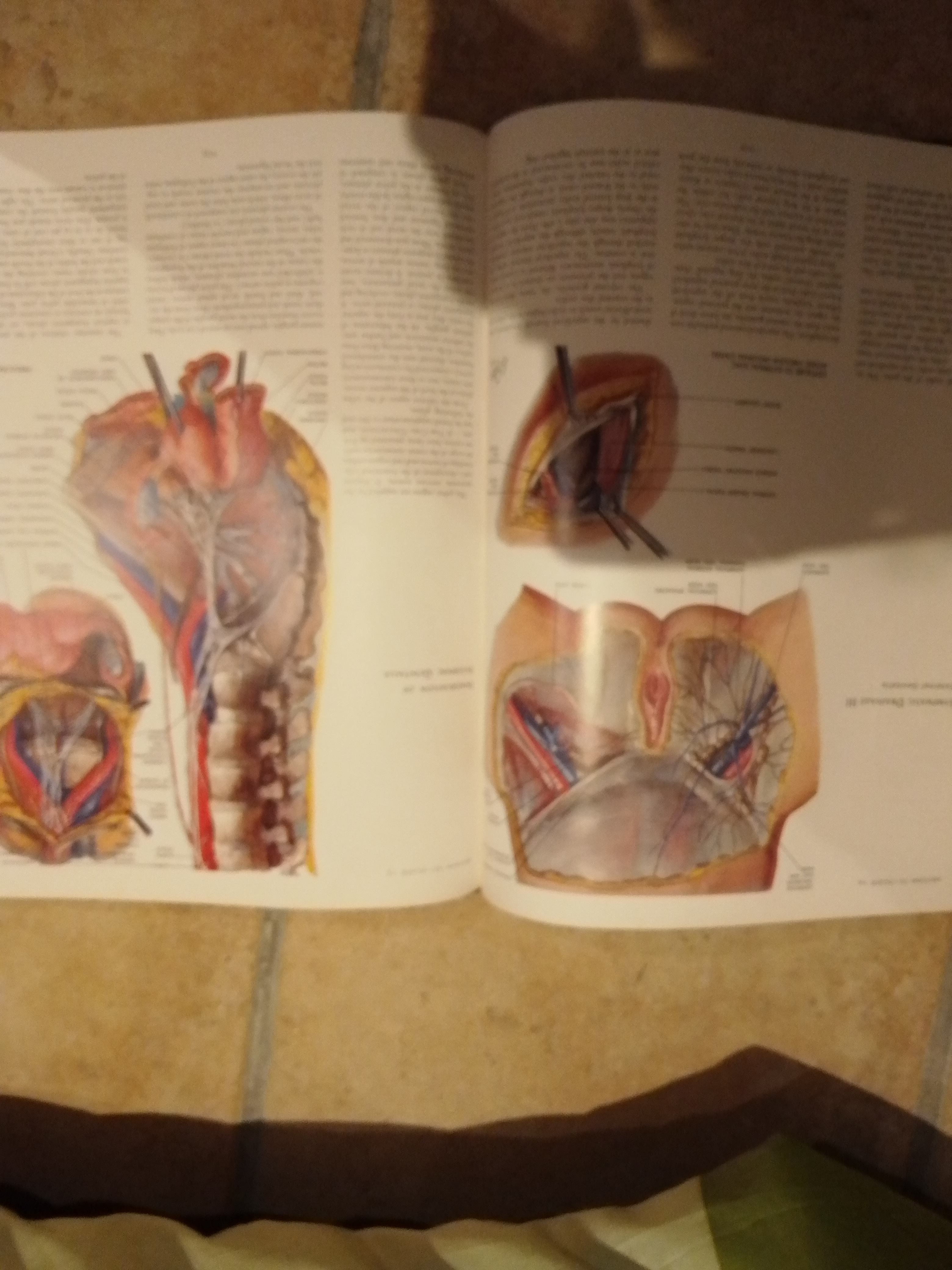 heart  ouvrage anatomique FRANK H. NETTER 25 Mechmont (46)