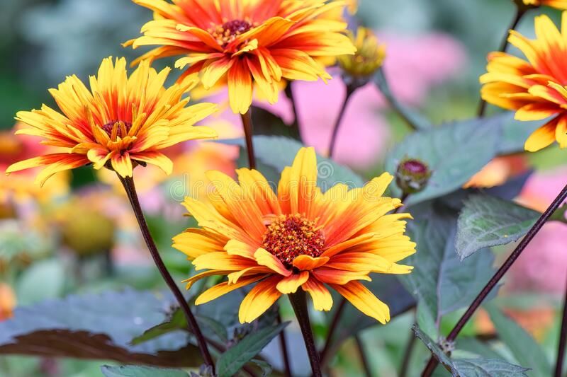 H�liopsis Funcky Spinner graines 2 Sainte-Genevi�ve-des-Bois (91)