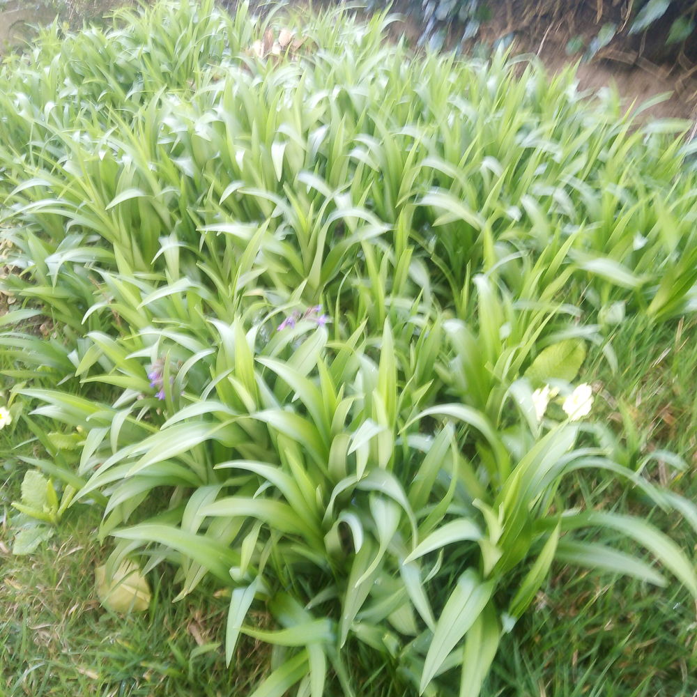 Hemerocallis fulva flore peno 4 Largeasse (79)