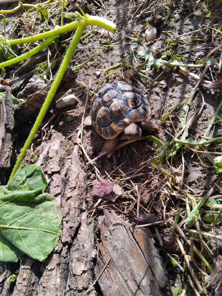 Hermann 3 ans 0 Visan (84)