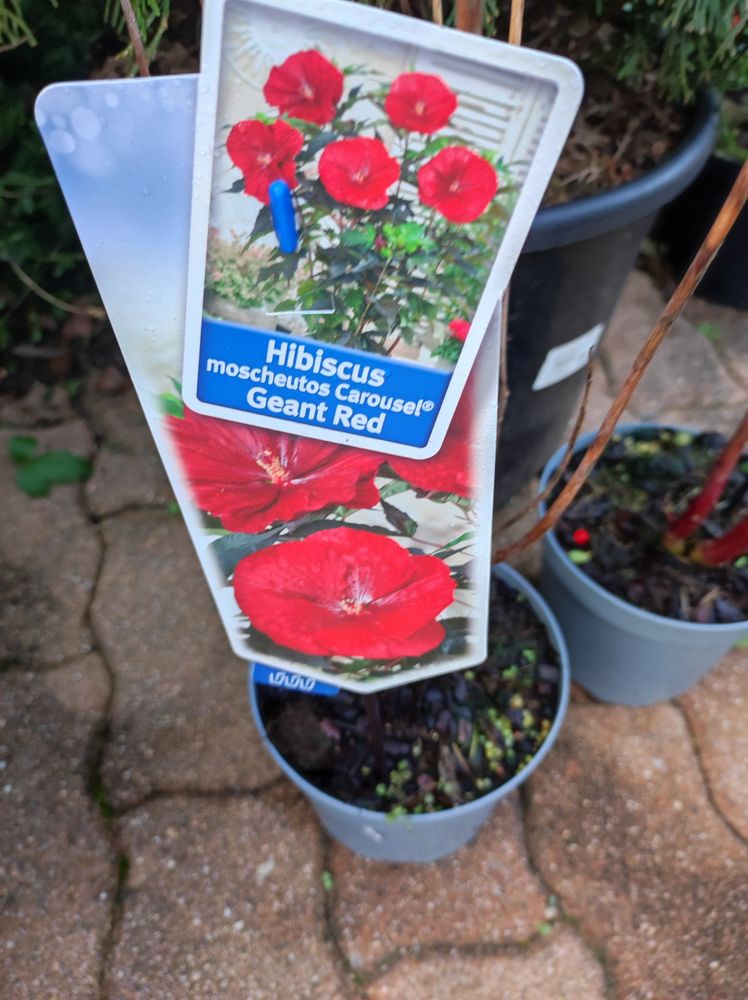 Hibiscus Carrousel : au jardin du lavoir 16710 13 Saint-Yrieix-sur-Charente (16)