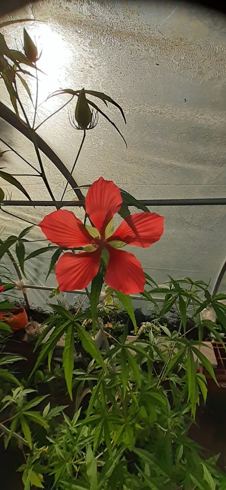 hibiscus 0 Coat-M�al (29)