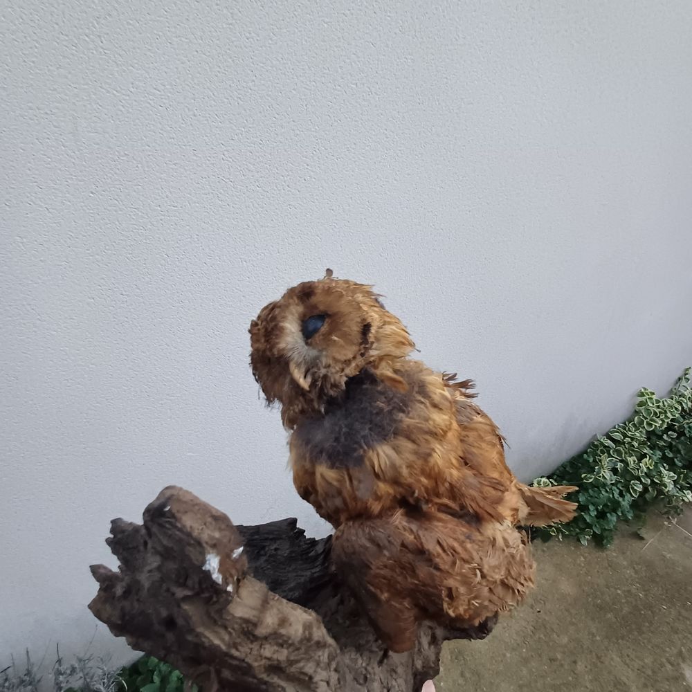 hibou chouette empaille naturalise taxidermie 1 Rethel (08)