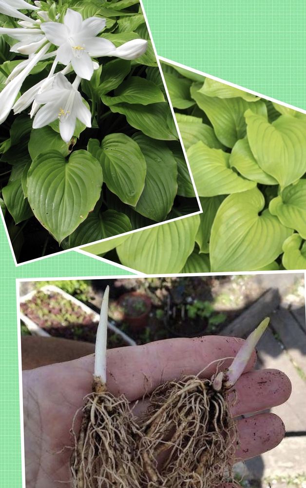 Hosta couleur blanc, parfum� 5 Lisieux (14)