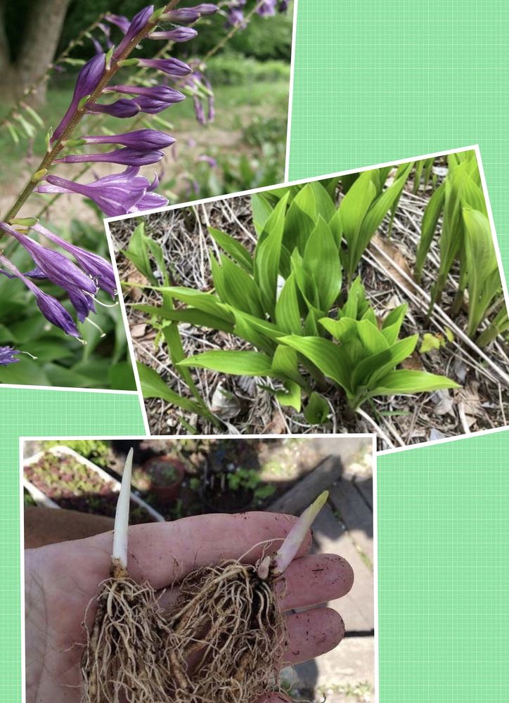 Hosta couleur lilas,parfume 5 Lisieux (14)