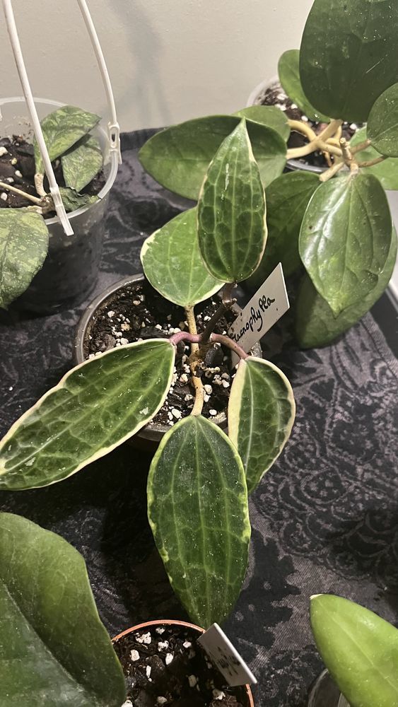 Hoyas 10 Palaiseau (91)