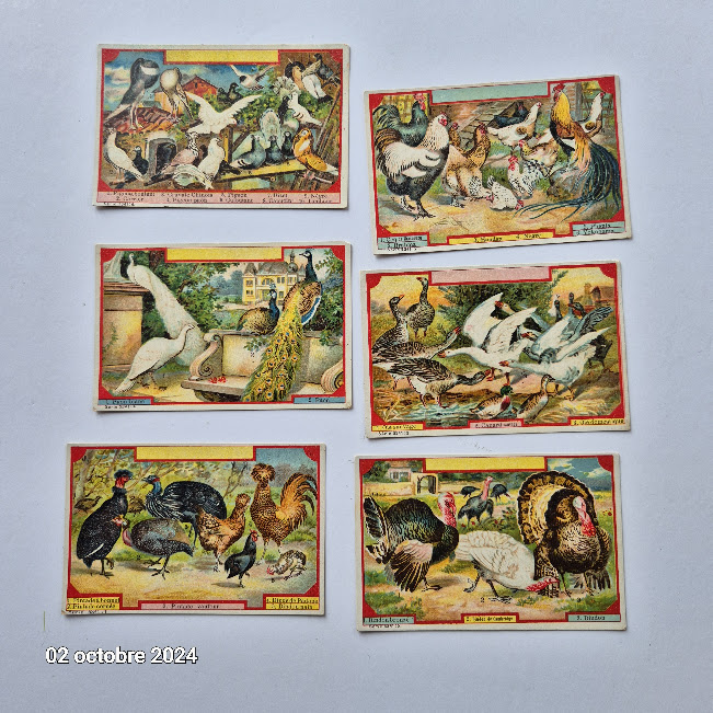 Lot de 6 images Leroux sur les animaux � plumes de la ferme, 12 Saumur (49)