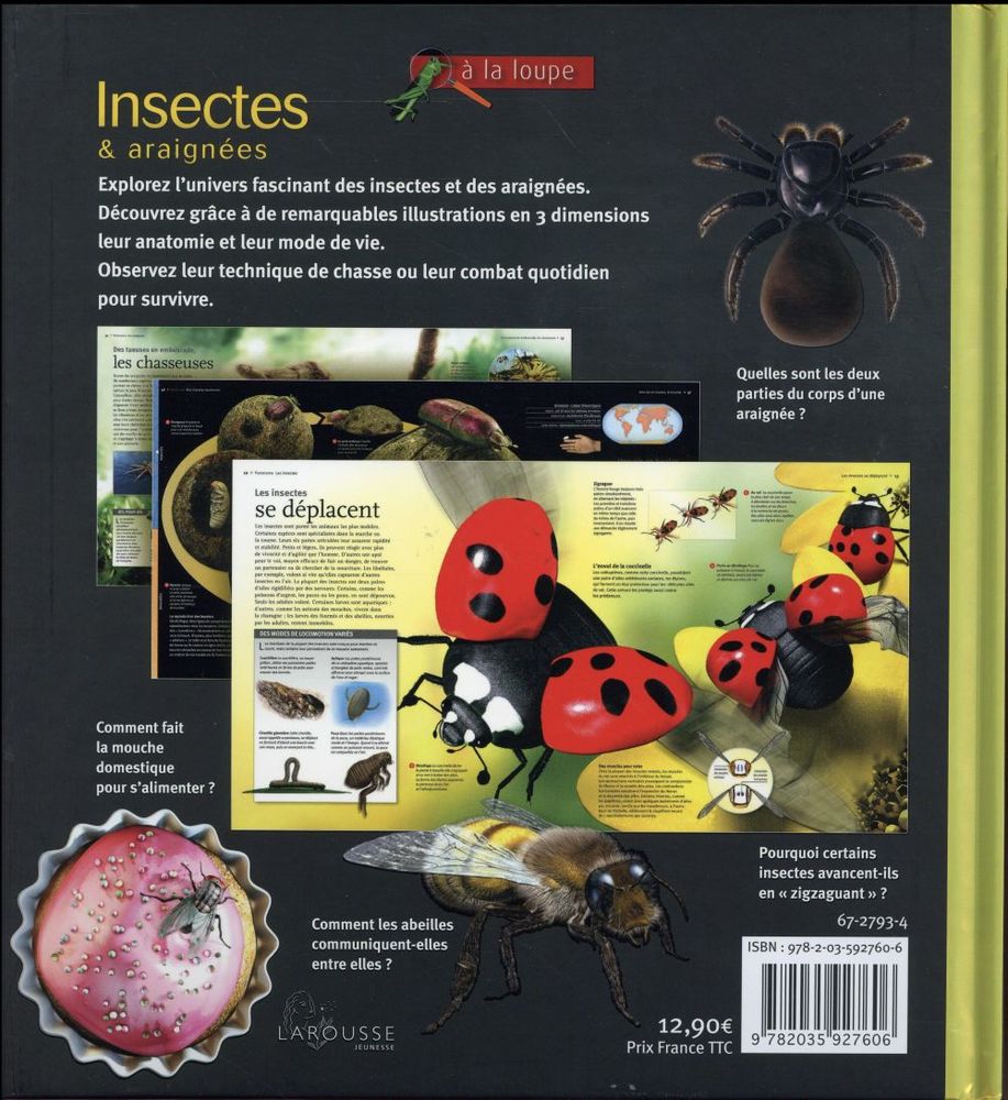 Les insectes et araign�es 6 Toulouse (31)