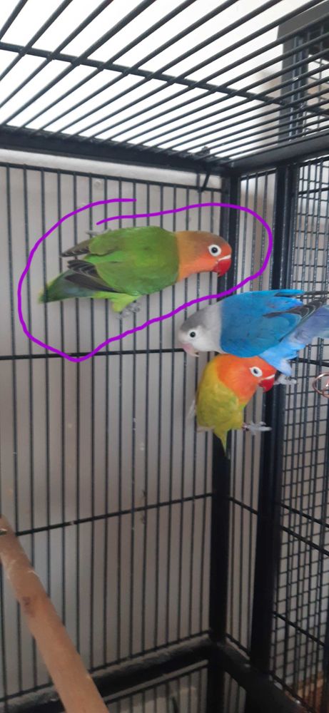 ins�parables fisher 50 Falaise (14)