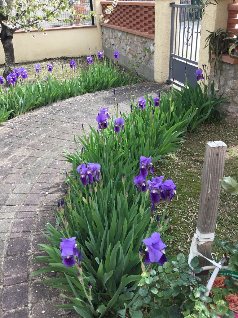 Iris Violets en Floraison,� venir voir et choisir sur place 1 Saint-Alban (31)