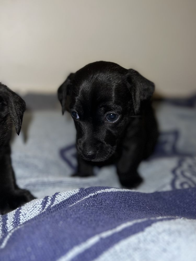 Jack Russel x Pinscher 200 Bondy (93)