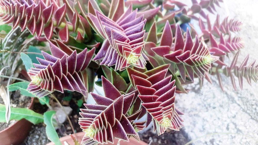 Jardin Secret : Huit Feuilles de Propagation, Quatre Vari�t� 10 Usson-en-Forez (42)