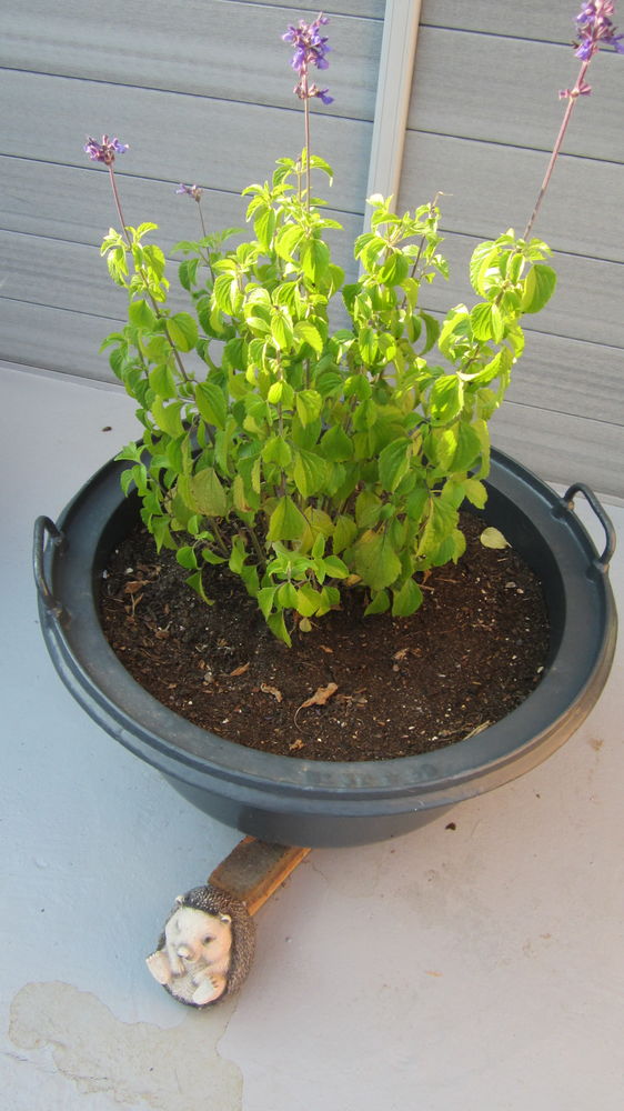 Jardinage 15 Saint-Jean-d'Illac (33)