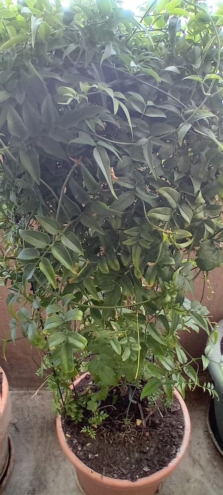 Jasmin dans son pot int�rieur  ou ext�rieur 39 Athis-Mons (91)