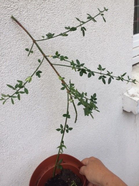 JASMIN D HIVER JAUNE 1 Maisons-Alfort (94)